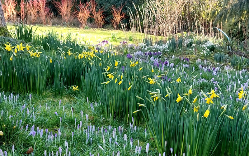 Read more about the article April 2023 – First Signs of Spring at Denmans