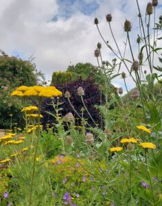 Read more about the article August 2023 – Summer into Autumn at Denmans